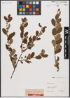 Foto von Salix aurita L.